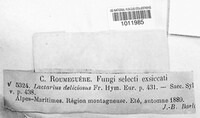 Lactarius deliciosus image
